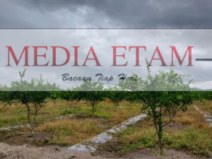 Areal lahan perkebunan jeruk milik Hasan