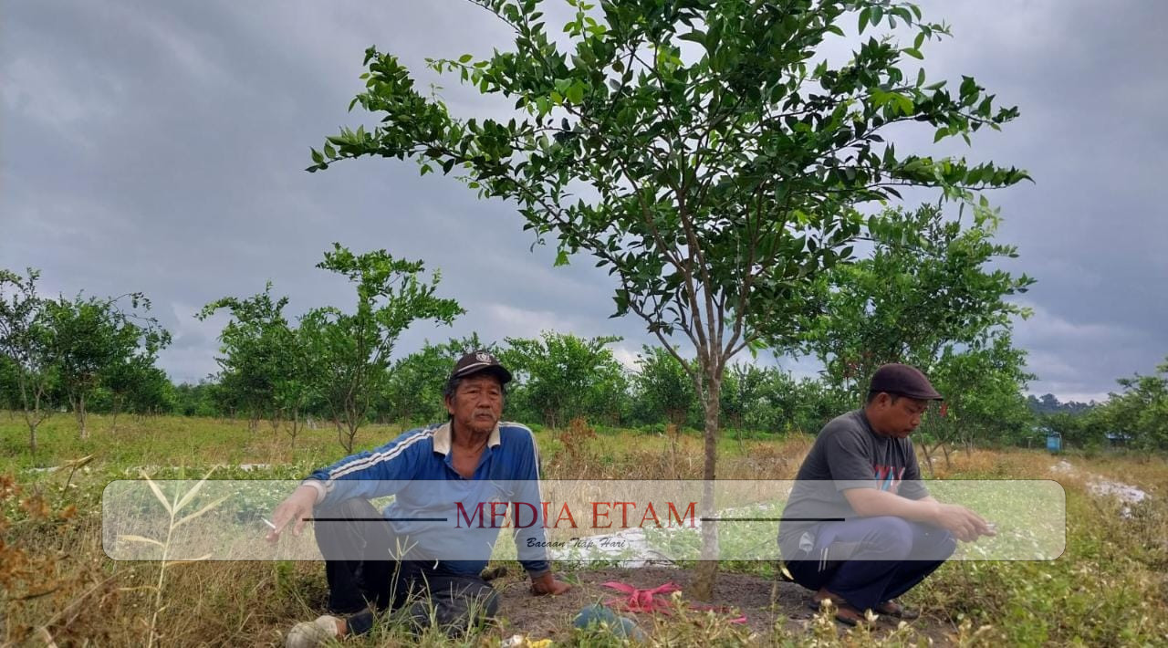 Hasan (kiri) bersama keponakannya Hairil (kanan) di perkebunan jeruk yang terletak di wilayah RT 02, Sukan Tengah. [Elton Wada / Mediaetam.com]