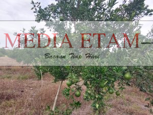 Tanaman Jeruk Madu Susu yang sudah berbuah