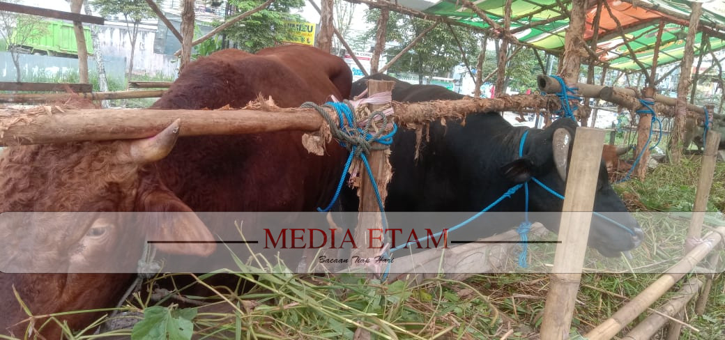 Salah satu tempat penjualan hewan kurban di Kota Samarinda yang beralamat di Jalan Abdul Wahab Syahrani (Foto: Iswanto/Mediaetam.com).