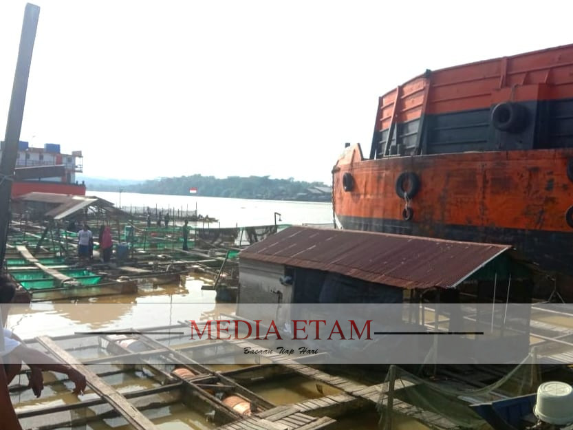 Ponton Tabrak Keramba Ikan Milik Warga di Loa Kulu. (Indah, Mediaetam.com)