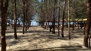 Lorong Cemara di Panrita Lopi (Mediaetam.com)