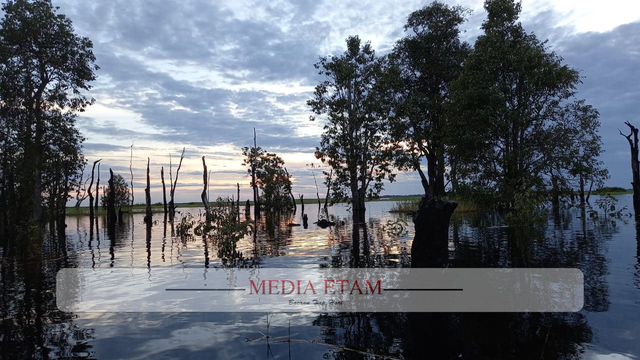 Lahan gambut di kawasan Mahakam Tengah, Kukar.