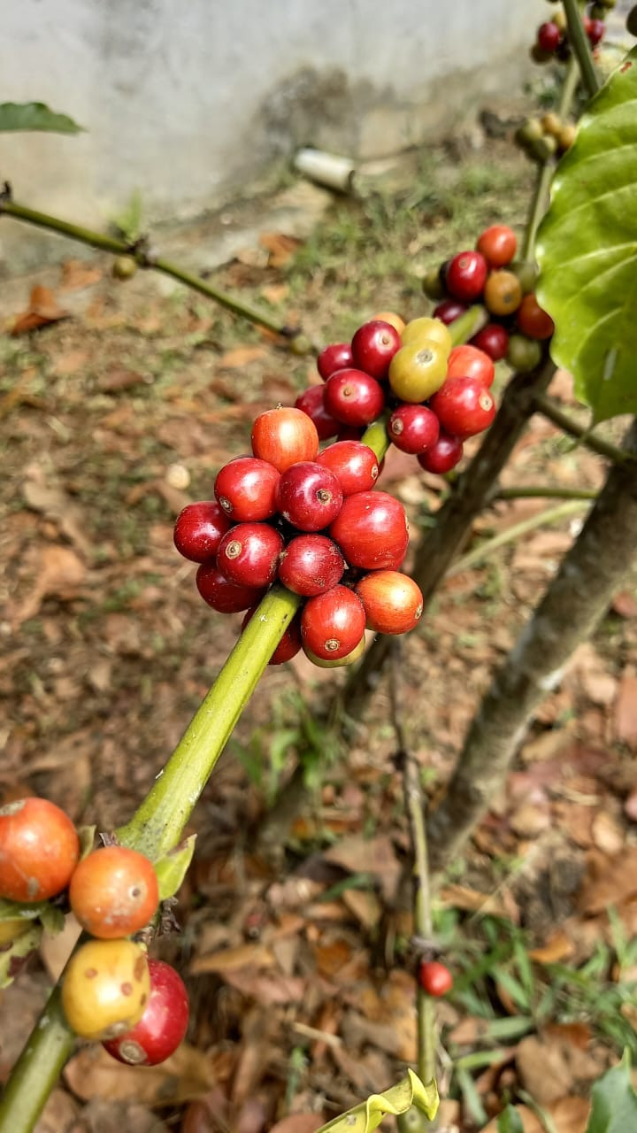 ilustrasi buah kopi (Dok. Mediaetam.com)