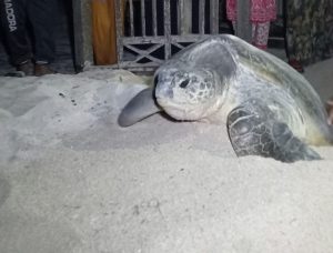 Induk Penyu yang sedang bertelur di Pulau Derawan. (Mediaetam.com)