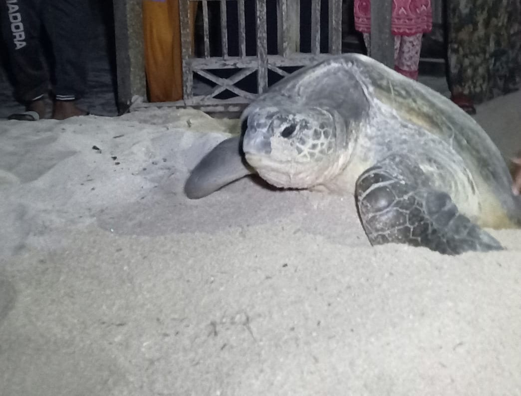 Induk Penyu yang sedang bertelur di Pulau Derawan. (Mediaetam.com)