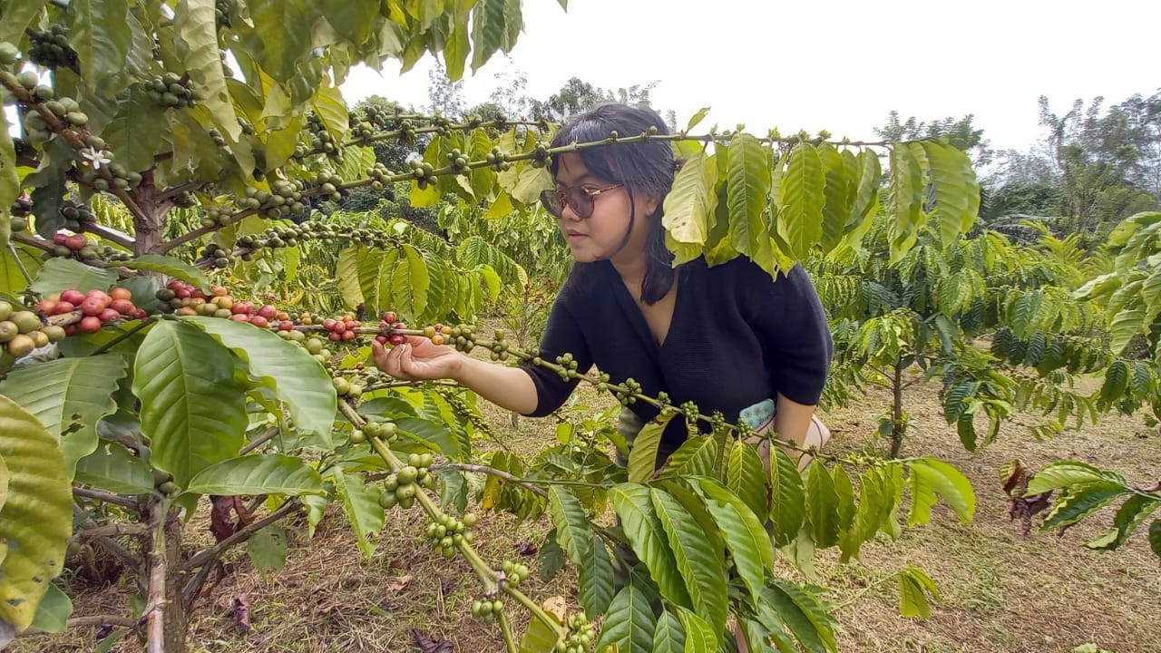 Kebun Kopi di Linggang Melapeh. (Mediaetam.com)