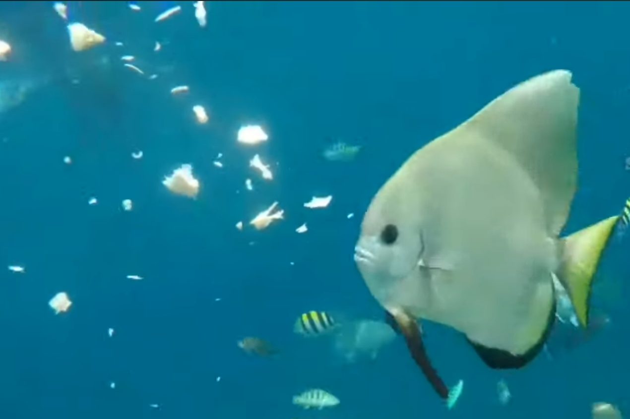 Pemandangan bawah laut Derawan.