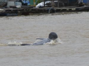 Pesut Mahakam yang bermain (Foto; YK RASI)