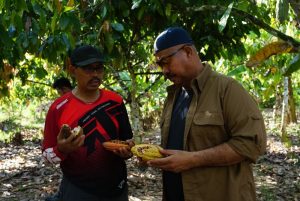 Bupati Edi Damansyah saat mengunjungi kebun kakao (Dok: Istimewa)