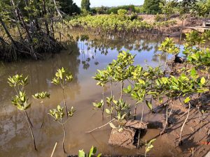 Mangrove di Delta Mahakam yang ada di Muara Badak (Mediaetam.com)
