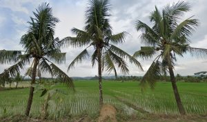Upaya menghasilkan sumber pangan di wilayah Kukar