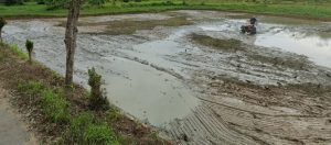 petani di Kukar menyiapkan lahan sawahnya.
