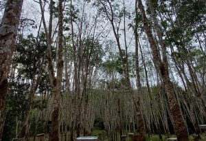 ilustrasi kebun karet di Kaltim (Mediaetam)
