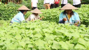 kebun sayur di Desa Sumber Sari Loa Kulu