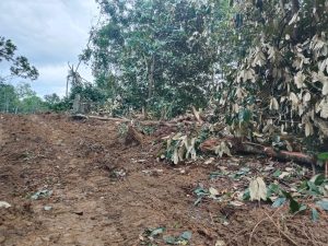 kerusakan lahan kebun milik warga Tani Bhakti