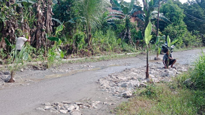 Jalanan rusak yang ditanamai pohon pisang sebagai bentuk protes (Doc. Sukirno)
