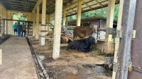 penjualan ternak untuk Iduladha penjualan ternak untuk Iduladha