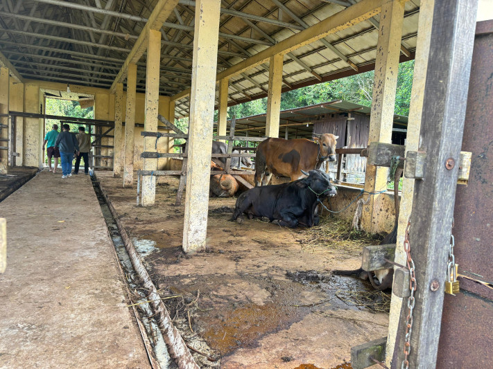 penjualan ternak untuk Iduladha