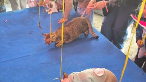 Adu cepat, siapa yang bisa habiskan duluan (dilla)