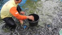 Muara-Enggelam-Perkuat-Ketahanan-Pangan-dengan-Lele