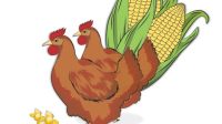 Batuah-Kembangkan-Jagung-dan-Peternakan-Ayam